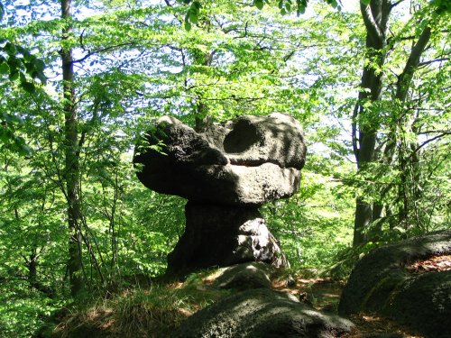 hřib