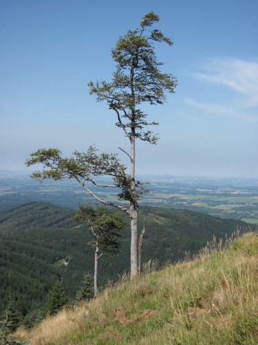 Cesta na Smrk