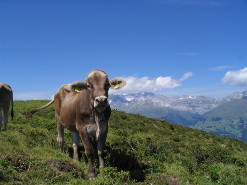 Schweiz 2008 - Aussicht vom Piz Mundaun Schweiz 2008 - Aussicht vom Piz Mundaun